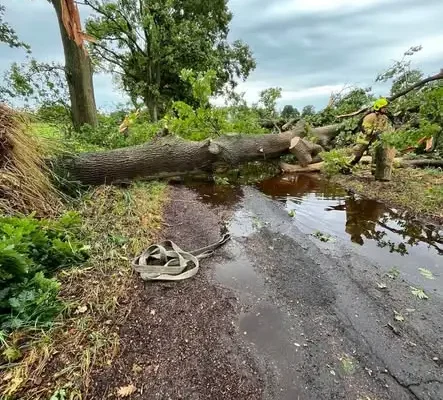 Złamane drzewo zablokowało drogę w Czarnocinie – interweniowały straże pożarne