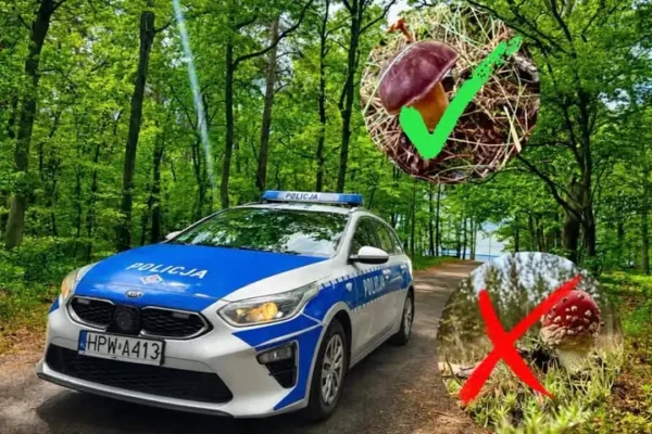 Bezpieczne grzybobranie – policja z Goleniowa przypomina o zasadach