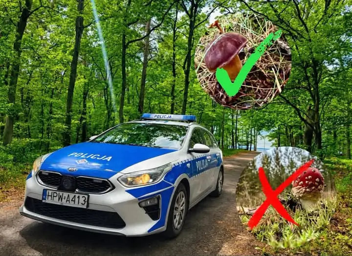 Bezpieczne grzybobranie – policja z Goleniowa przypomina o zasadach
