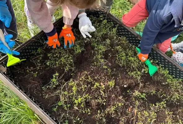 Jesień w Szkole Podstawowej nr 4 w Goleniowie: Żabki robią powidła i porządkują ogród