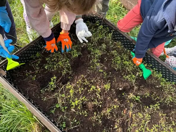 Jesień w Szkole Podstawowej nr 4 w Goleniowie: Żabki robią powidła i porządkują ogród